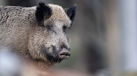 Ein Wildschwein steht auf einem Plateau im Tier-Freigelände im Nationalparkzentrum im Bayerischen Wald. (Archivbild) / Foto: Lino Mirgeler/dpa