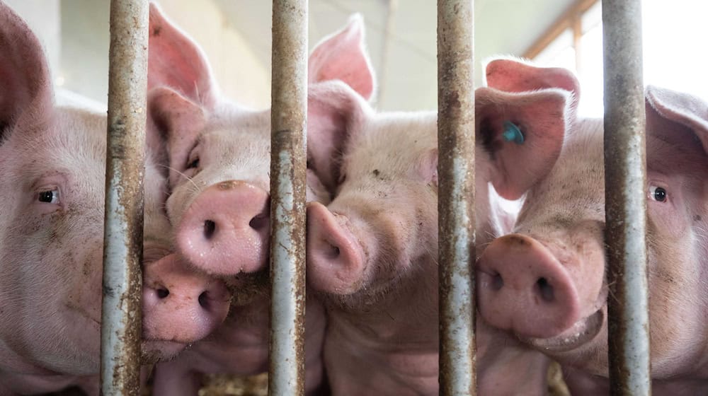 Schweine stehen in einem Schweinestall. Im Schlachthof in Augsburg dürfen nun keine Schweine mehr geschlachtet werden, weil es zu Fehlern bei der Betäubung der Tiere kam. (Symbolbild) / Foto: Marijan Murat/dpa