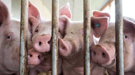 Schweine stehen in einem Schweinestall. Im Schlachthof in Augsburg dürfen nun keine Schweine mehr geschlachtet werden, weil es zu Fehlern bei der Betäubung der Tiere kam. (Symbolbild) / Foto: Marijan Murat/dpa