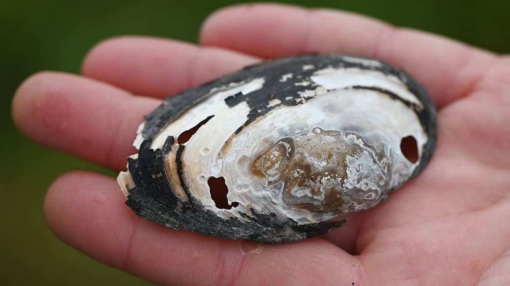 Bachmuscheln sind vom Aussterben bedroht. (Archivbild) / Foto: Swen Pförtner/dpa