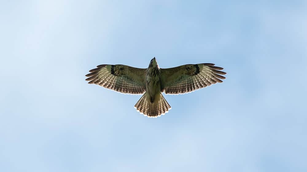 Ein Bussard hat auf der Autobahn die Kollision mit einem Wagen überlebt. (Symbolfoto)  / Foto: Silas Stein/dpa