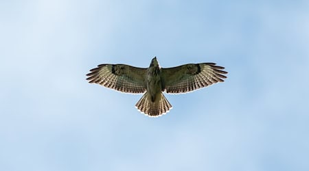 Ein Bussard hat auf der Autobahn die Kollision mit einem Wagen überlebt. (Symbolfoto)  / Foto: Silas Stein/dpa