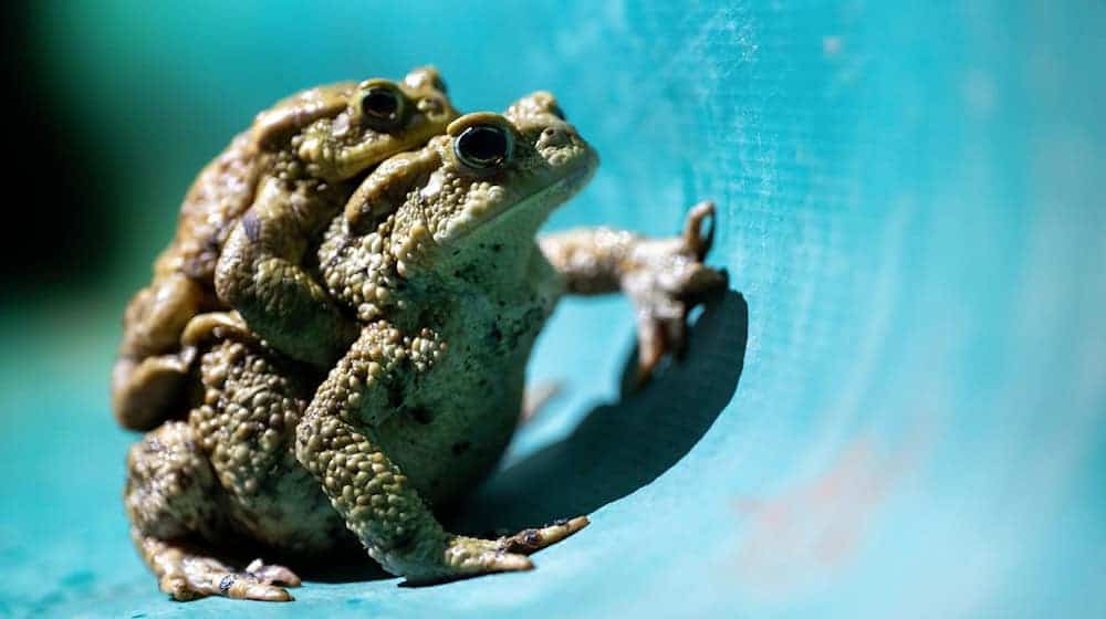 Helferinnen und Helfer müssen die Schutzzäune zweimal täglich kontrollieren und die Amphibien über die Straße tragen. (Foto Illustration) / Foto: Pia Bayer/dpa