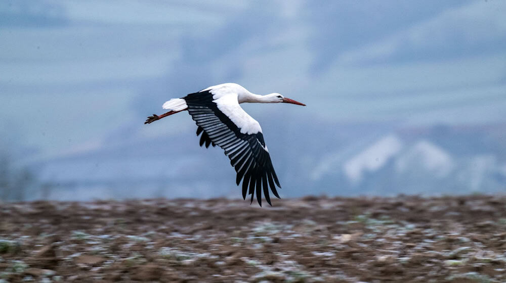 Viele Störche ziehen im Winter nur noch bis Spanien oder Südfrankreich und sind bei günstiger Wetterlage schnell zurück in den Brutgebieten.  / Foto: Pia Bayer/dpa