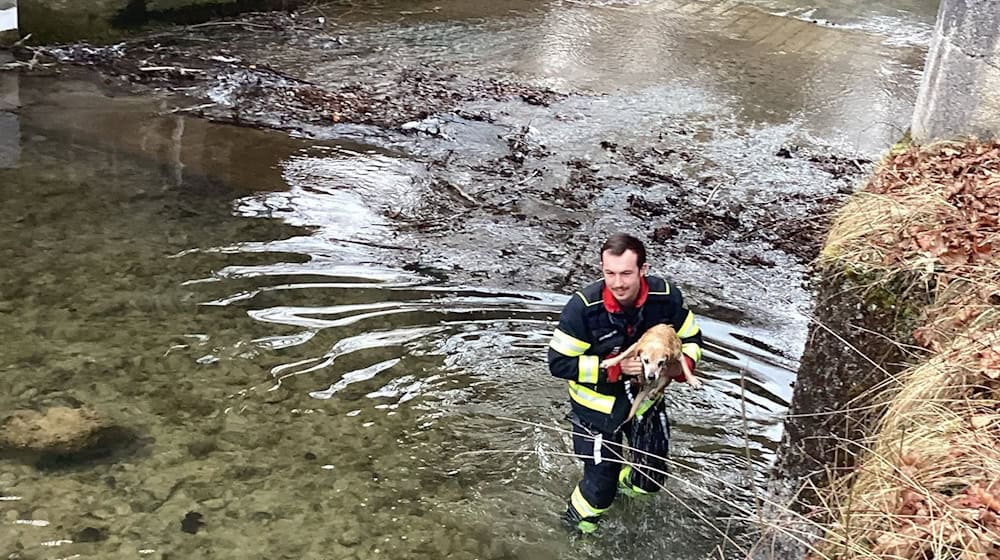 Ein Feuerwehrmann hat den Hund aus dem Wasser getragen. / Foto: --/Berufsfeuerwehr München/dpa