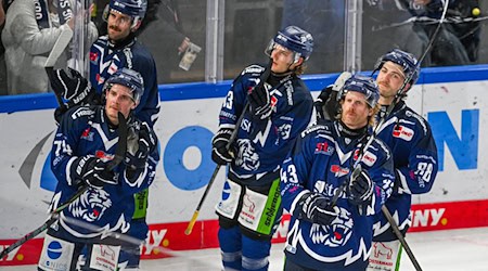 Die Straubing Tigers haben einen neuen Trainer. / Foto: Armin Weigel/dpa