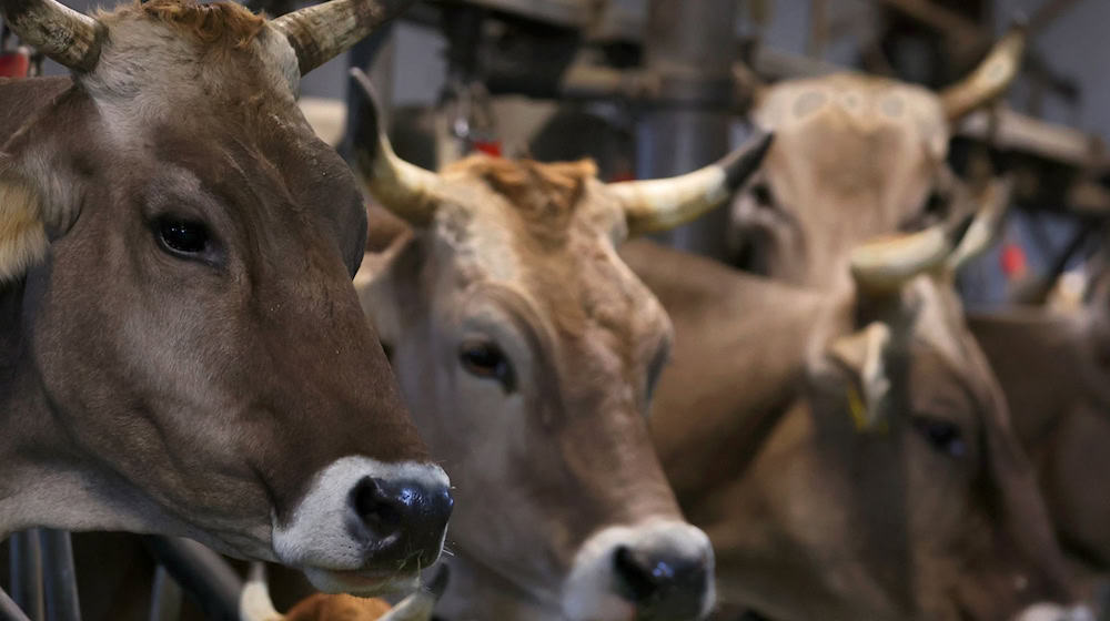 Wegen quälerischer Tiermisshandlung verurteilt das Amtsgericht Obernburg einen Landwirt. (Symbolbild) / Foto: Karl-Josef Hildenbrand/dpa