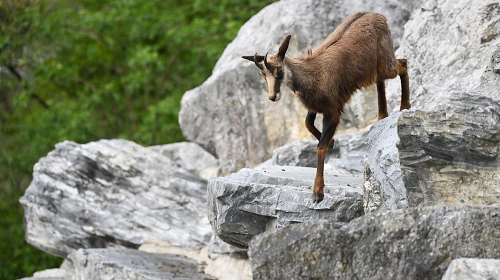 Soll die Gams in Teilen der Bergwälder stärker bejagt werden oder nicht? Diese Frage beschäftigt Behörden, Justiz und Verbände. (Symbolbild)  / Foto: Angelika Warmuth/dpa