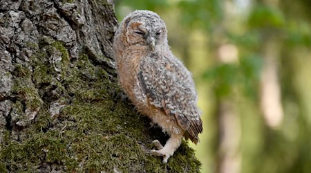 Vogelschützer des LBV beobachteten im Februar weniger Waldkäuze im Nymphenburger Schlosspark. (Archivbild) / Foto: Carsten Rehder/dpa