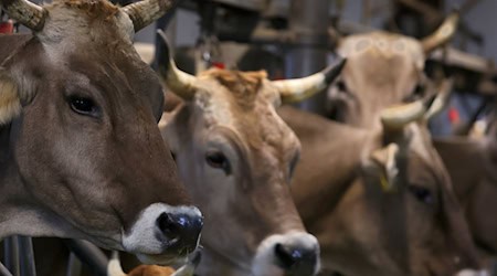 Braunvieh im Stall eines Allgäuer Bauernhofs. Die Zahl der in Bayern gehaltenen Rinder schrumpft Jahr um Jahr. / Foto: Karl-Josef Hildenbrand/dpa