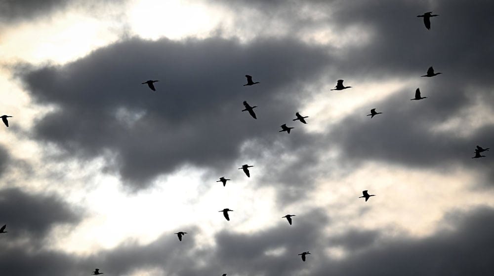 Ein mögliches Kormoran-Management könnte noch in diesem Jahr starten. (Archivbild)  / Foto: Felix Kästle/dpa