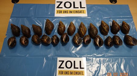 Am Flughafen Nürnberg fanden Zollbeamte 23 Afrikanische Riesenschnecken. / Foto: -/Zoll/dpa