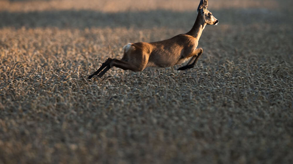 Der Bund Naturschutz sorgt sich um den Zustand des Waldes - und das hat auch mit dem Verbiss junger Bäume durch Rehwild zu tun. (Archivbild) / Foto: Lino Mirgeler/dpa