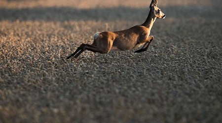 Der Bund Naturschutz sorgt sich um den Zustand des Waldes - und das hat auch mit dem Verbiss junger Bäume durch Rehwild zu tun. (Archivbild) / Foto: Lino Mirgeler/dpa