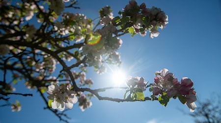 Die Menschen in Bayern dürfen sich auf frühlingshaftes Wetter freuen. (Symbolbild) / Foto: Stefan Puchner//dpa