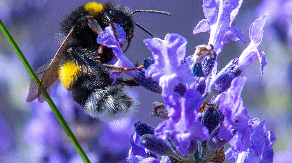 Wer mitmachen will, kann wieder Hummel-Bilder in einer App hochladen. (Symbolbild)  / Foto: Jens Büttner/dpa