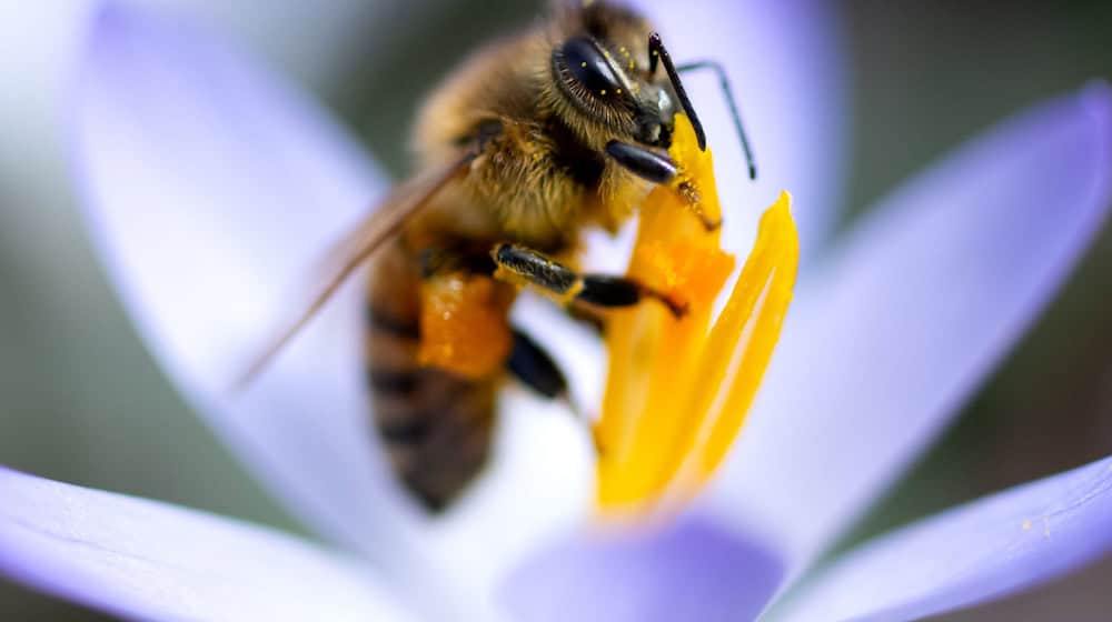 Am Mittwoch und Donnerstag wird viel Sonne erwartet. (Symbolbild) / Foto: Sven Hoppe/dpa