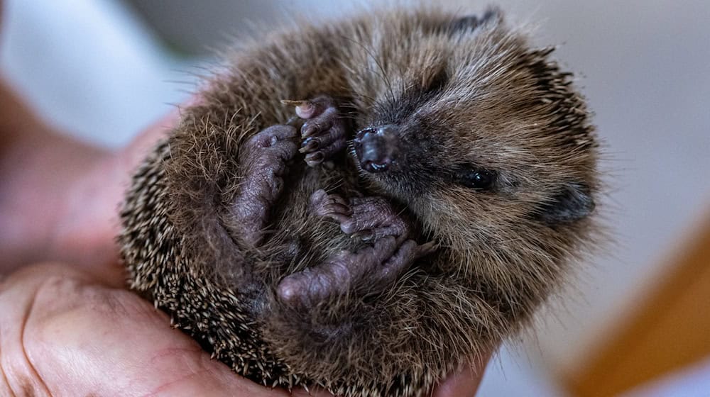 Nach dem Winterschlaf sind Igel ausgehungert. Doch früh im Jahr finden sie noch nicht genug zu fressen. (Symbolfoto)  / Foto: Armin Weigel/dpa