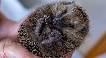 Nach dem Winterschlaf sind Igel ausgehungert. Doch früh im Jahr finden sie noch nicht genug zu fressen. (Symbolfoto)  / Foto: Armin Weigel/dpa