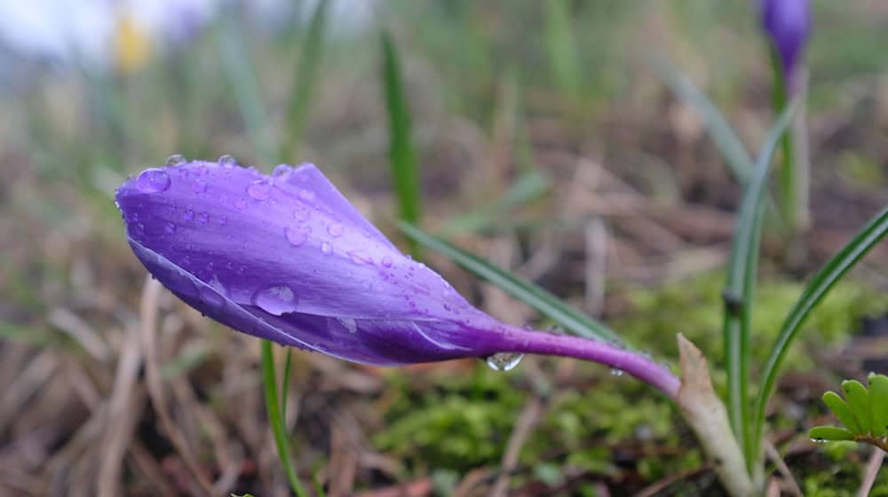 Regentropfen fallen in Bayern. (Symbolbild) / Foto: Martin Gerten/dpa