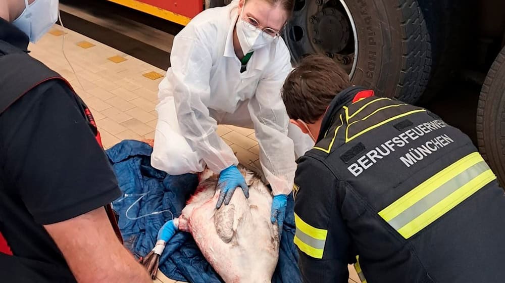 Feuerwehr und Tierrettung behandelten den schwer verletzten Schwan in der Fahrzeughalle der Feuerwache 3 in München. / Foto: -/Berufsfeuerwehr München/dpa