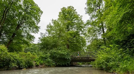 Ein Tunnel könnte den Verkehr aus dem Englischen Garten verbannen und eine neue Tram-Linie ermöglichen - und damit mehr Raum für Natur schaffen (Symbolbild). / Foto: Stefan Puchner/dpa