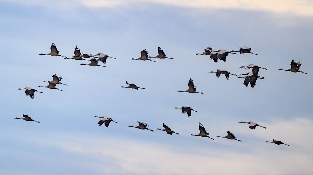 Während des Vogelzuges im Herbst besteht die größte Gefahr, dass Vögel gegen Glasfassaden fliegen. (Archivfoto) / Foto: Patrick Pleul/dpa