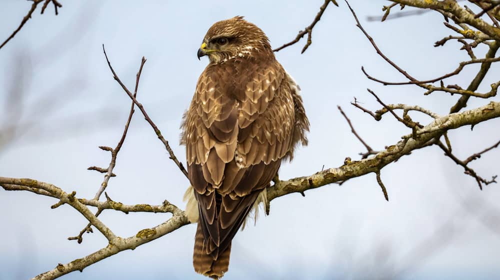 In Niederbayern sind möglicherweise vier Mäusebussarde gewildert worden. Die Kadaver wurden laut Polizei in einem Wald im Landkreis Rottal-Inn entdeckt. (Illustration) / Foto: Thomas Warnack/dpa