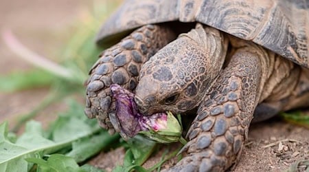 Maurische Landschildkröten können bis zu 100 Jahre alt werden. (Symbolbild) / Foto: Vogl Daniel/dpa
