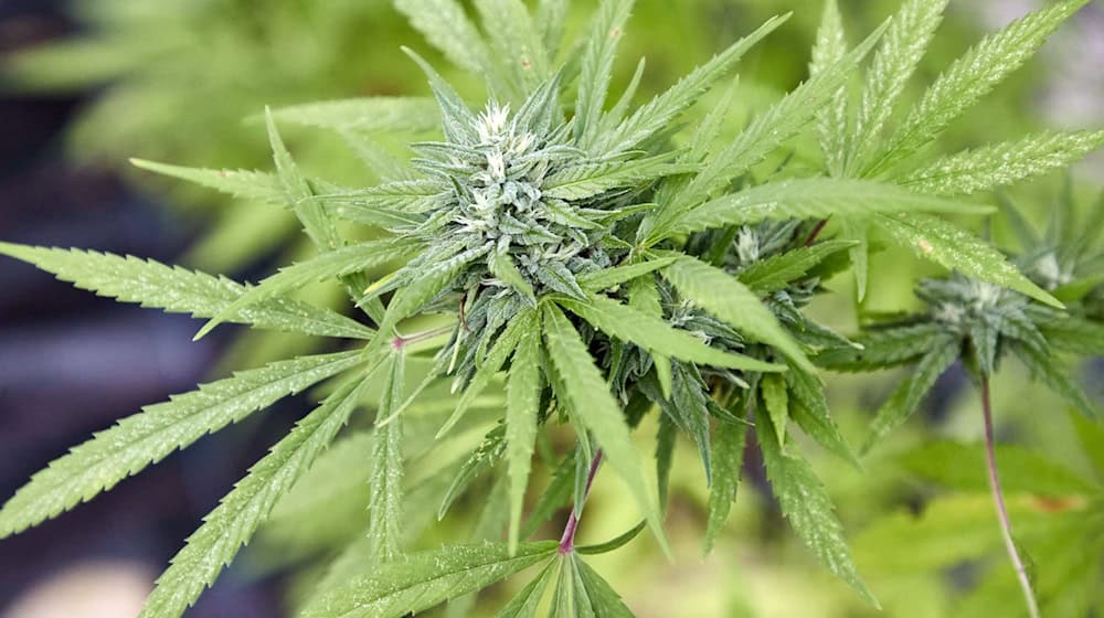 Die Polizei stellte unter anderem Marihuana, Marihuanapflanzen und Amphetamin sicher. (Symbolbild) / Foto: Georg Wendt/dpa