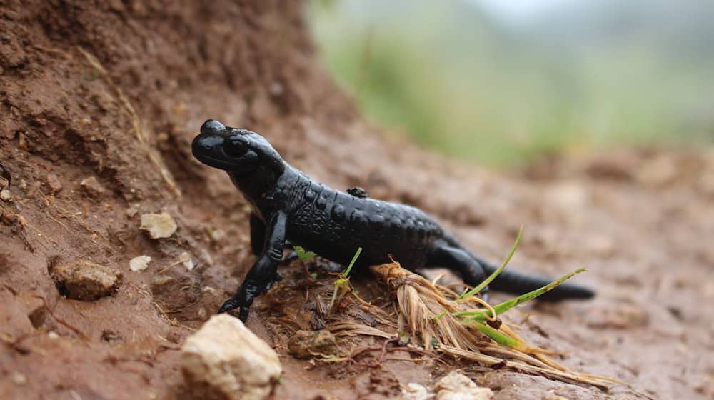 Der LBV möchte mehr über die Verbreitung des schwarz glänzenden Salamanders erfahren, um diesen besser schützen zu können. / Foto: Christine Geidel/Landesbund für Vogel- und Naturschutz in Bayern /dpa