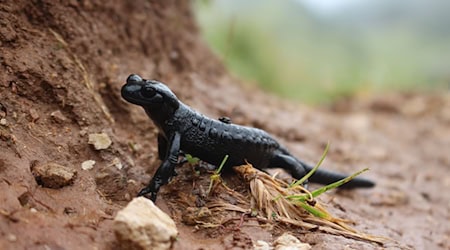 Der LBV möchte mehr über die Verbreitung des schwarz glänzenden Salamanders erfahren, um diesen besser schützen zu können. / Foto: Christine Geidel/Landesbund für Vogel- und Naturschutz in Bayern /dpa