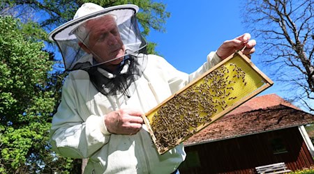 Imker Simon Nuschele hält nahe der Erlebnisimkerei in Seeg im Ostallgäu eine Halbwabe, auf der Bienen sitzen.  / Foto: Karl-Josef Hildenbrand/dpa