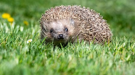 Das Mitmachprojekt soll wichtige Erkenntnisse, über die Verbreitung und das Verhalten der Igel bringen. (Symbolbild) / Foto: Armin Weigel/dpa