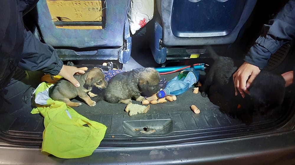 Die Hundewelpen wurden in verdreckter Umgebung transportiert.  / Foto: -/Verkehrspolizeiinspektion Passau /dpa