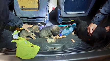 Die Hundewelpen wurden in verdreckter Umgebung transportiert.  / Foto: -/Verkehrspolizeiinspektion Passau /dpa