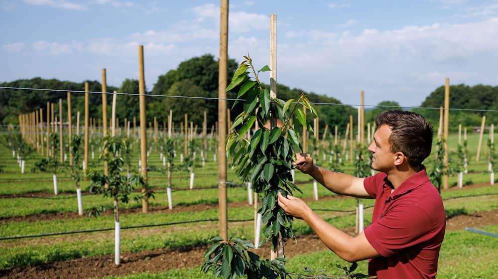 Der Kirsch-Experte rät den Obstbauern in Franken zu Bewässerungsanlagen. (Archivbild) / Foto: Daniel Karmann/dpa