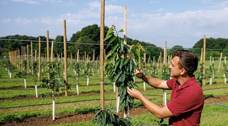 Der Kirsch-Experte rät den Obstbauern in Franken zu Bewässerungsanlagen. (Archivbild) / Foto: Daniel Karmann/dpa