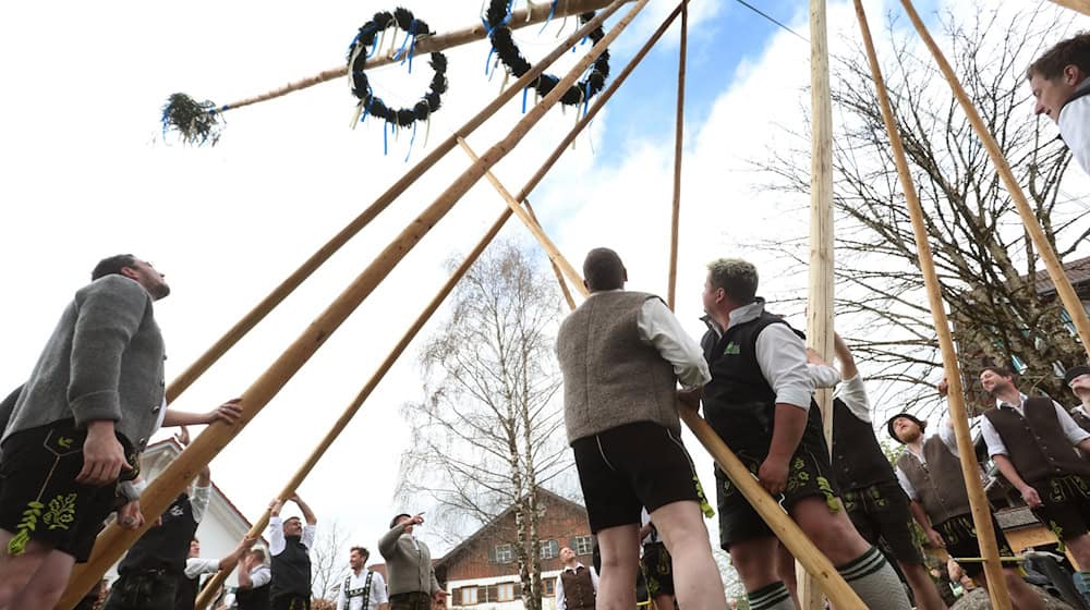Mit sogenannten Scherstangen richten Dorfbewohner den neuen Maibaum auf. (Archibild)  / Foto: Karl-Josef Hildenbrand/dpa