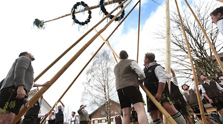 Mit sogenannten Scherstangen richten Dorfbewohner den neuen Maibaum auf. (Archibild)  / Foto: Karl-Josef Hildenbrand/dpa