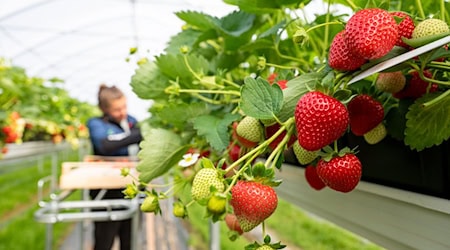 Eine Frau erntet Erdbeeren von einem Hochbeet.  / Foto: Armin Weigel/dpa
