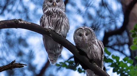 In Nordostbayern läuft ein Wiederansiedlungsprojekt für Wildkäuze. Nun hat ein Vogelpaar Nachwuchs. (Handout) / Foto: -/Moritz Häusler/dpa