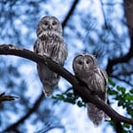 In Nordostbayern läuft ein Wiederansiedlungsprojekt für Wildkäuze. Nun hat ein Vogelpaar Nachwuchs. (Handout) / Foto: -/Moritz Häusler/dpa