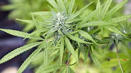 Im Raum Augsburg sollen in Verkaufsautomaten auch Cannabispflanzen angeboten worden sein. Eine Frau muss sich deswegen nun vor Gericht verantworten. (Symbolbild) / Foto: Georg Wendt/dpa
