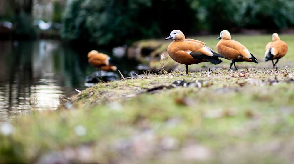 Mit Keschern und Haustierboxen sammeln die Anwohner die Gänse ein. (Symbolbild) / Foto: Hauke-Christian Dittrich/dpa