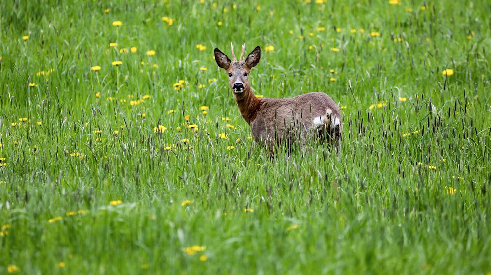 Im Bayerischen Waldgesetz ist der Grundsatz «Wald vor Wild» verankert. Der Bayerische Jagdverband (BJV) fordert eine Änderung  Wald und Wild müssten als gleichwertige Schutzgüter angesehen werden. (Symbolfoto) / Foto: Thomas Warnack/dpa