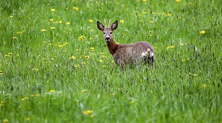 Im Bayerischen Waldgesetz ist der Grundsatz «Wald vor Wild» verankert. Der Bayerische Jagdverband (BJV) fordert eine Änderung  Wald und Wild müssten als gleichwertige Schutzgüter angesehen werden. (Symbolfoto) / Foto: Thomas Warnack/dpa