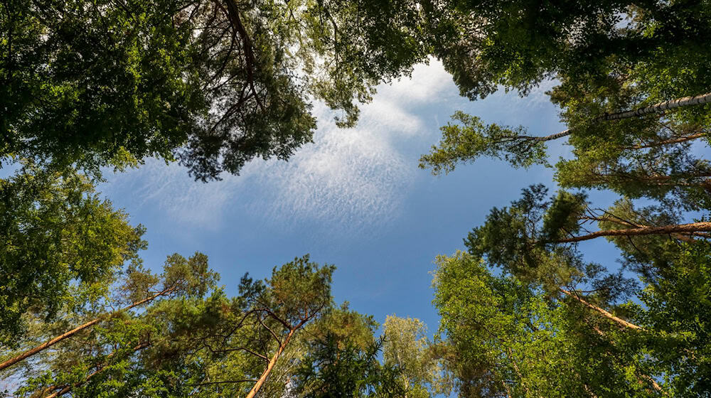 Der Bayerische Jagdverband fordert eine Novelle des Waldgesetzes in Bayern. (Symbolfoto) / Foto: Peter Kneffel/dpa
