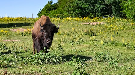 Mit gemeinsamer Anstrengung werden die Tiere unverletzt in eine Koppel gebracht. (Symbolbild) / Foto: Jens Kalaene/dpa/ZB