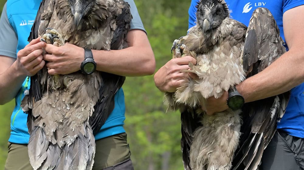 Vor fünf Jahren wurden mit Bavaria und Wally die ersten Bartgeier im Nationalpark ausgewildert. (Archivfoto)  / Foto: Peter Kneffel/dpa